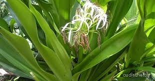 Crinum asiaticum leaf5.jpg